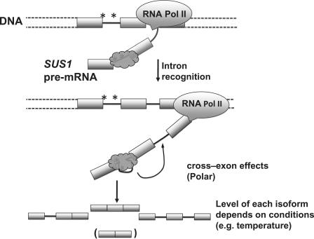 https://cdn.ncbi.nlm.nih.gov/pmc/blobs/90b4/3201863/957ec556cab4/gkr497f7.jpg