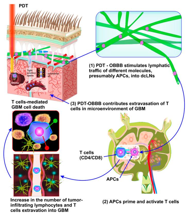 https://cdn.ncbi.nlm.nih.gov/pmc/blobs/90b4/9784636/71c2711a9852/pharmaceutics-14-02612-g004.jpg