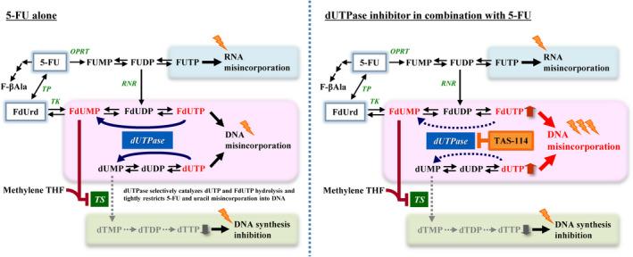 https://cdn.ncbi.nlm.nih.gov/pmc/blobs/90b6/7780055/b34b38938b9c/CAS-112-422-g001.jpg