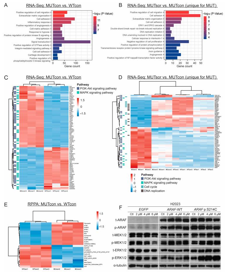 https://cdn.ncbi.nlm.nih.gov/pmc/blobs/90b8/12248905/f678668d18d9/cancers-17-02246-g005.jpg