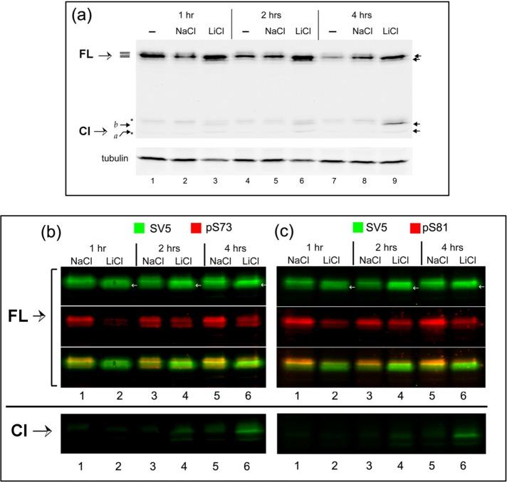 https://cdn.ncbi.nlm.nih.gov/pmc/blobs/90ba/5449154/62b1701f4321/1565fig5.jpg