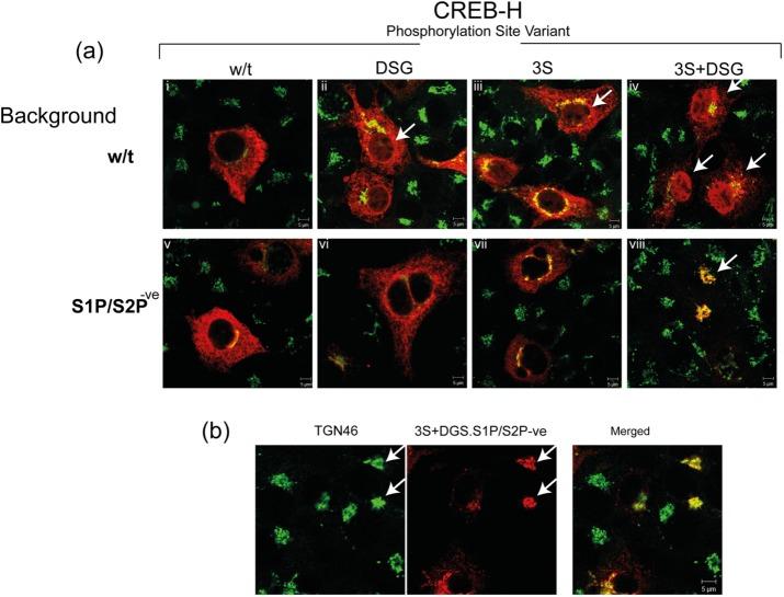 https://cdn.ncbi.nlm.nih.gov/pmc/blobs/90ba/5449154/cc69b0f2085f/1565fig4.jpg