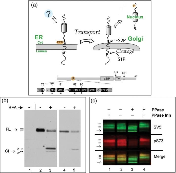 https://cdn.ncbi.nlm.nih.gov/pmc/blobs/90ba/5449154/d41ded92408f/1565fig1.jpg