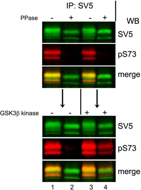 https://cdn.ncbi.nlm.nih.gov/pmc/blobs/90ba/5449154/f1ca6a05554d/1565fig8.jpg