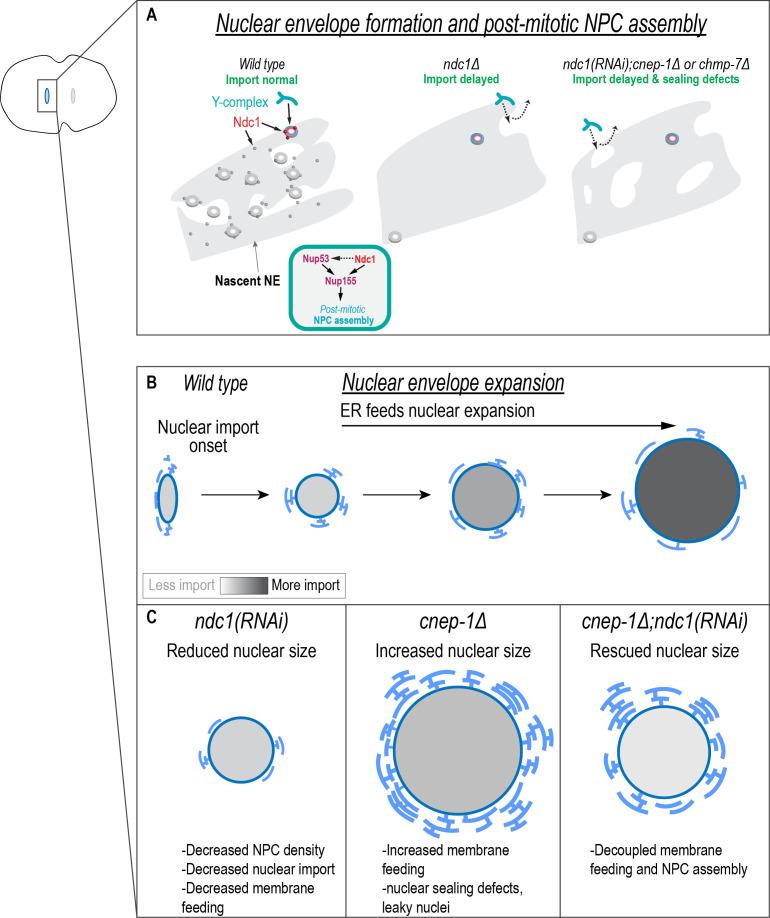 https://cdn.ncbi.nlm.nih.gov/pmc/blobs/90bd/9296133/3f95e8c38e57/elife-75513-fig6.jpg