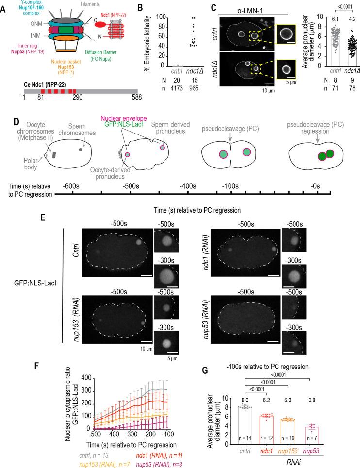 https://cdn.ncbi.nlm.nih.gov/pmc/blobs/90bd/9296133/617094a86ad8/elife-75513-fig1.jpg