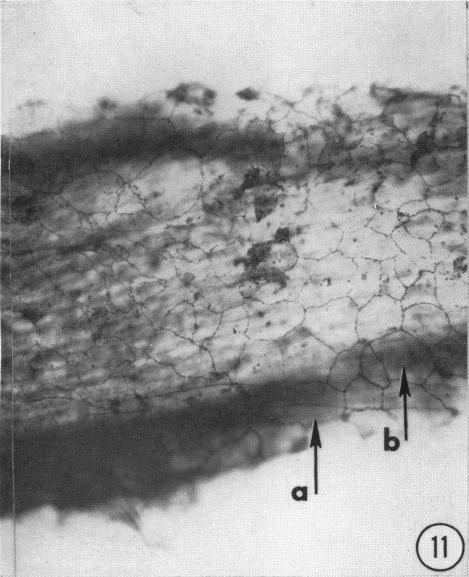 https://cdn.ncbi.nlm.nih.gov/pmc/blobs/90bf/1244097/046e2eb5e232/janat00433-0131-a.jpg