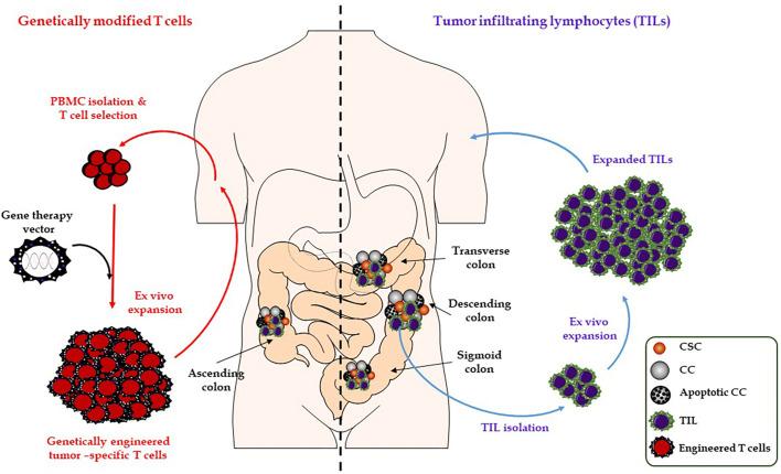https://cdn.ncbi.nlm.nih.gov/pmc/blobs/90bf/7680905/57b58f66cf13/fonc-10-569017-g002.jpg