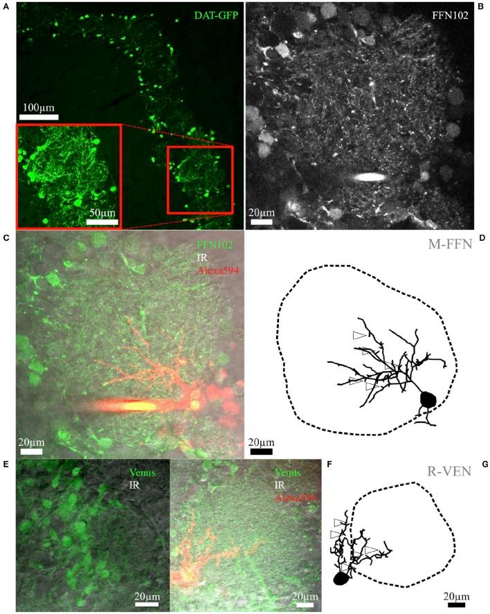 https://cdn.ncbi.nlm.nih.gov/pmc/blobs/90c0/5247448/e5a538bff927/fnana-10-00127-g0001.jpg