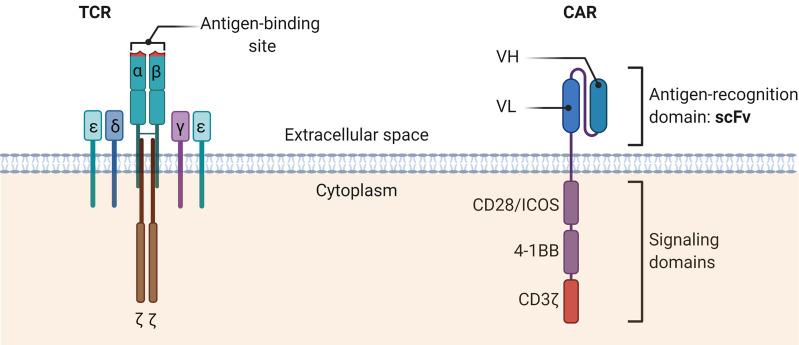 https://cdn.ncbi.nlm.nih.gov/pmc/blobs/90c2/8524467/113fc5d186ac/fimmu-12-765101-g002.jpg
