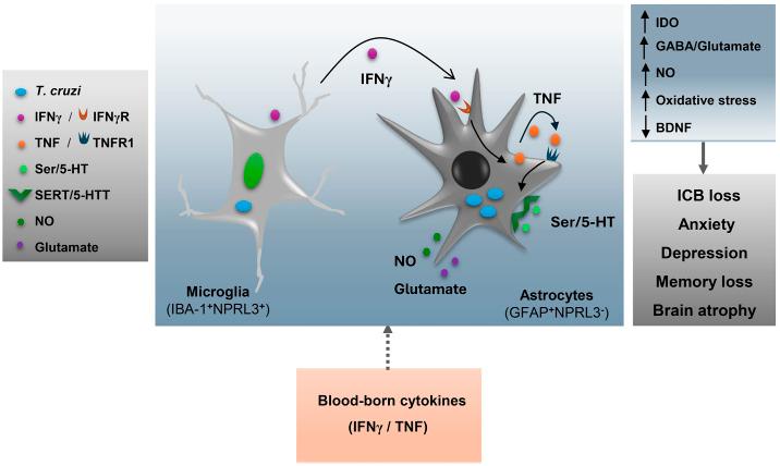 https://cdn.ncbi.nlm.nih.gov/pmc/blobs/90c3/11149870/10c96d405a5d/pntd.0012199.g009.jpg