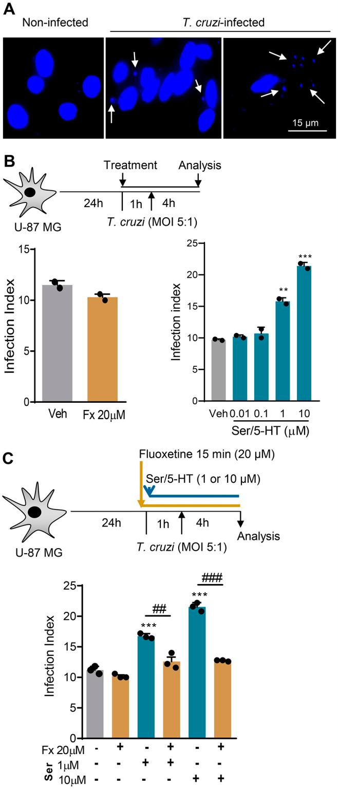 https://cdn.ncbi.nlm.nih.gov/pmc/blobs/90c3/11149870/e391e94dfafd/pntd.0012199.g006.jpg