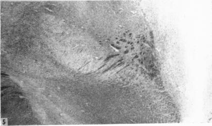 https://cdn.ncbi.nlm.nih.gov/pmc/blobs/90c6/1244888/14c8c9492ca2/janat00451-0116-c.jpg
