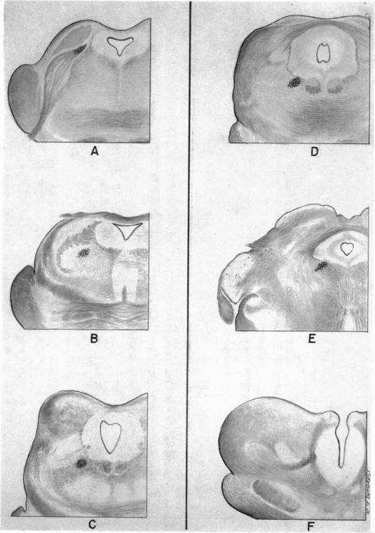https://cdn.ncbi.nlm.nih.gov/pmc/blobs/90c6/1244888/c19ca351c717/janat00451-0117-a.jpg