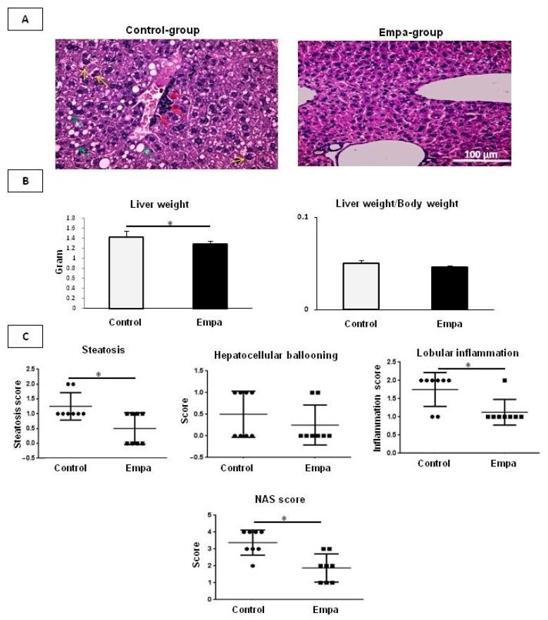 https://cdn.ncbi.nlm.nih.gov/pmc/blobs/90c6/7829901/726bc81e3fab/ijms-22-00818-g002.jpg
