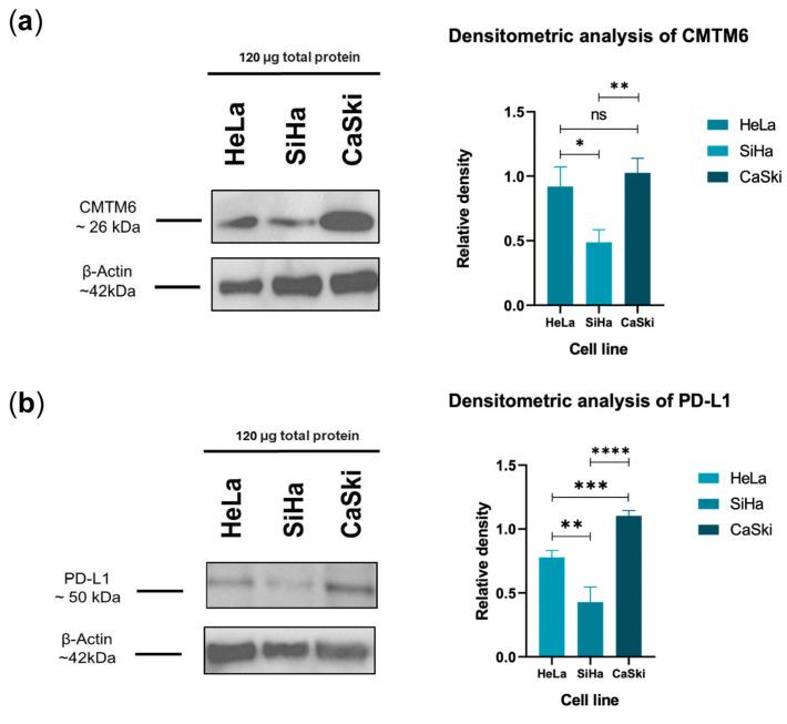 https://cdn.ncbi.nlm.nih.gov/pmc/blobs/90cc/11430317/11c95cd7247c/cancers-16-03126-g003.jpg