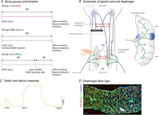 https://cdn.ncbi.nlm.nih.gov/pmc/blobs/90cc/7894160/7ad6b15d673a/TJP-599-1199-g008.jpg