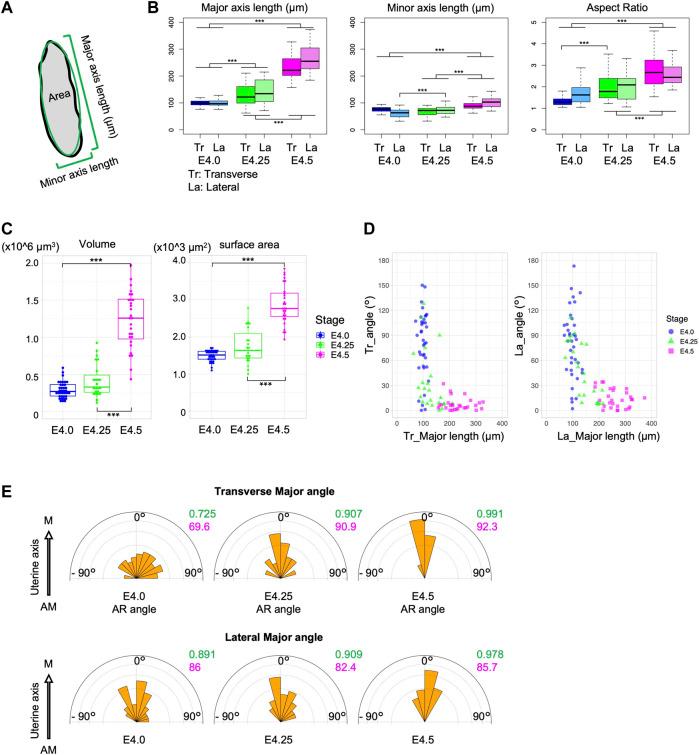 https://cdn.ncbi.nlm.nih.gov/pmc/blobs/90d1/11211524/6a92ea2c60fe/fcell-12-1421222-g002.jpg