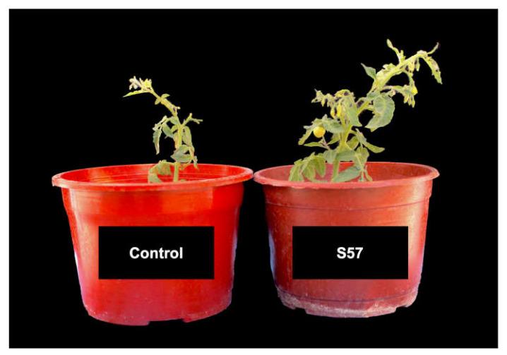 https://cdn.ncbi.nlm.nih.gov/pmc/blobs/90d6/8399624/97a8bdaad51c/plants-10-01531-g005.jpg