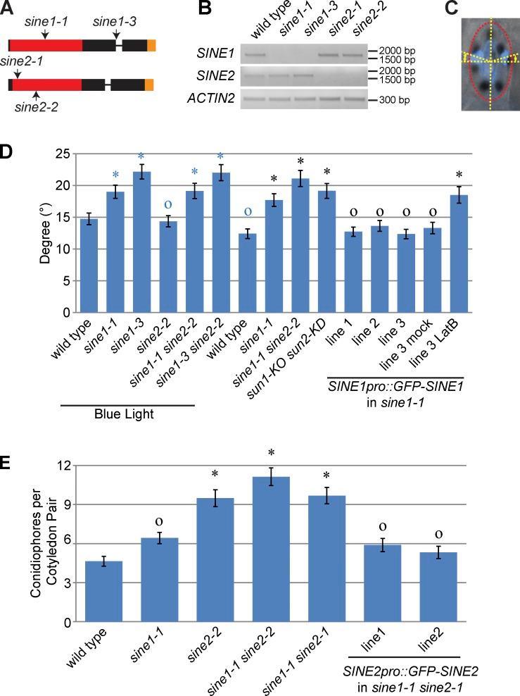 https://cdn.ncbi.nlm.nih.gov/pmc/blobs/90d8/4050730/6922b747ade8/JCB_201401138_Fig10.jpg