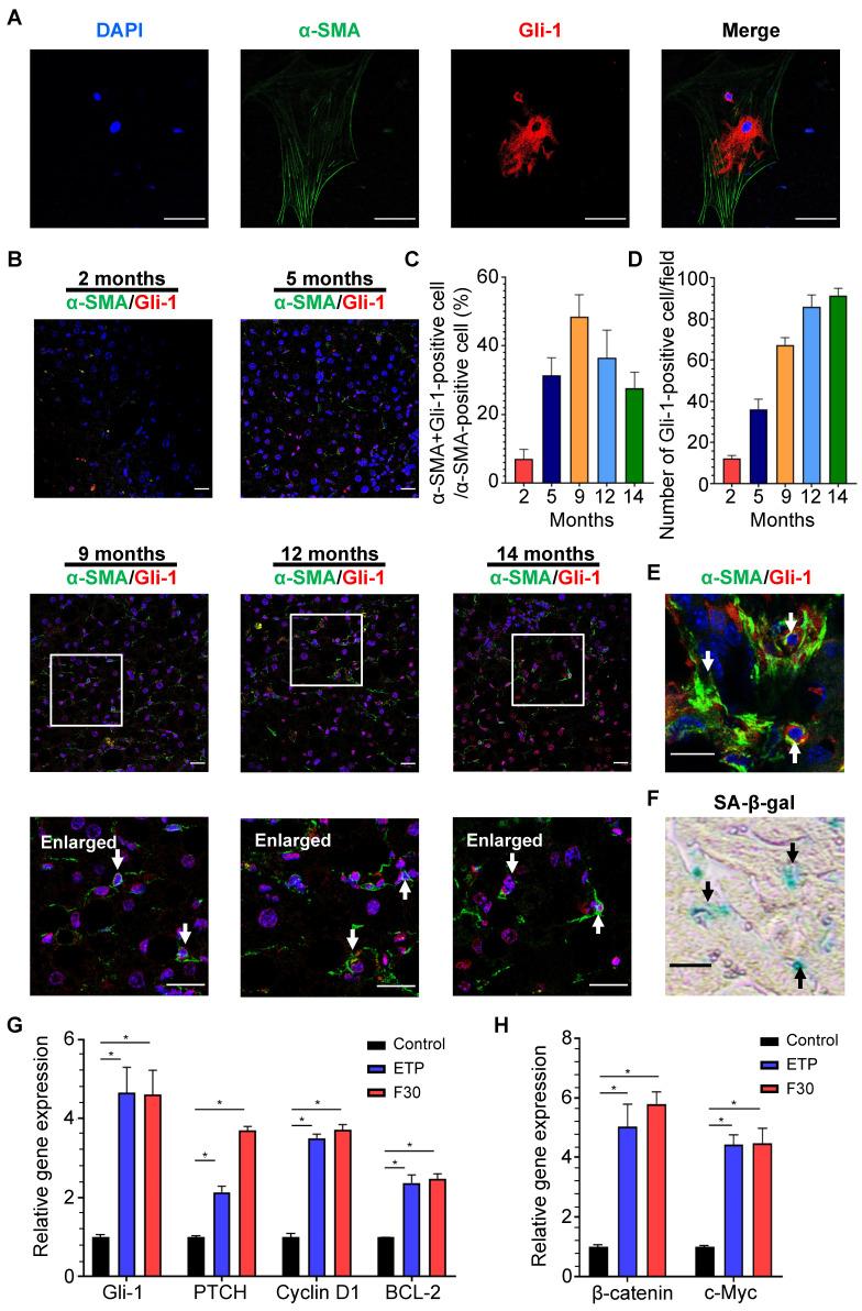 https://cdn.ncbi.nlm.nih.gov/pmc/blobs/90d9/10465212/ddd7c8106c4b/thnov13p4430g006.jpg
