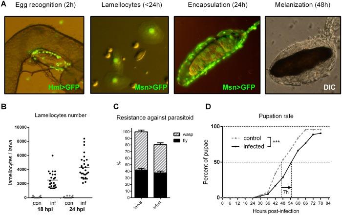 https://cdn.ncbi.nlm.nih.gov/pmc/blobs/90d9/4411001/7c622c4c95a4/pbio.1002135.g001.jpg