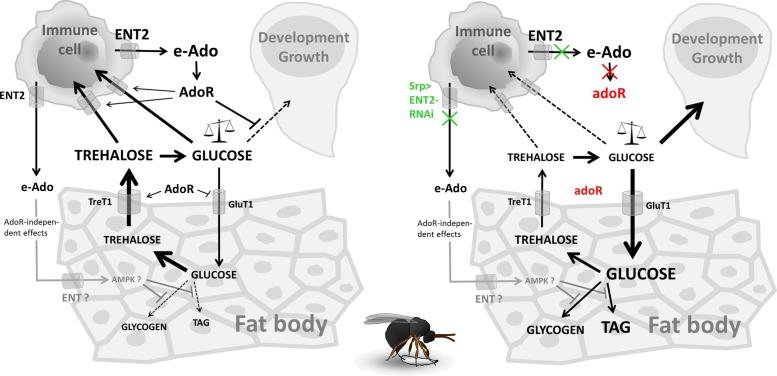 https://cdn.ncbi.nlm.nih.gov/pmc/blobs/90d9/4411001/b2c3abb42efb/pbio.1002135.g007.jpg