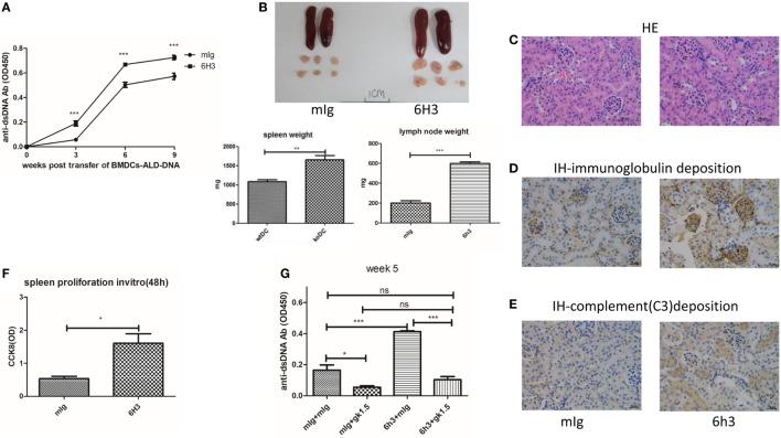 https://cdn.ncbi.nlm.nih.gov/pmc/blobs/90dd/5732181/5370dbbf99fb/fimmu-08-01765-g003.jpg