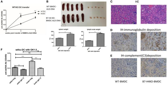 https://cdn.ncbi.nlm.nih.gov/pmc/blobs/90dd/5732181/f7bbd397f58a/fimmu-08-01765-g002.jpg