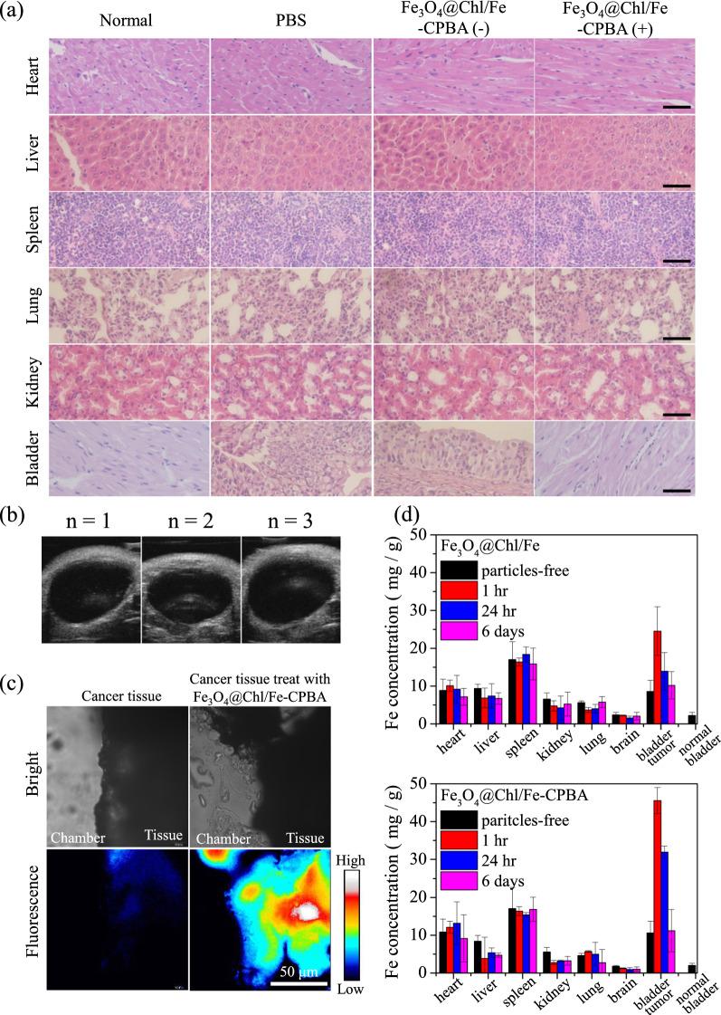 https://cdn.ncbi.nlm.nih.gov/pmc/blobs/90e0/9367122/6f77c0d5d6ce/12951_2022_1575_Fig6_HTML.jpg
