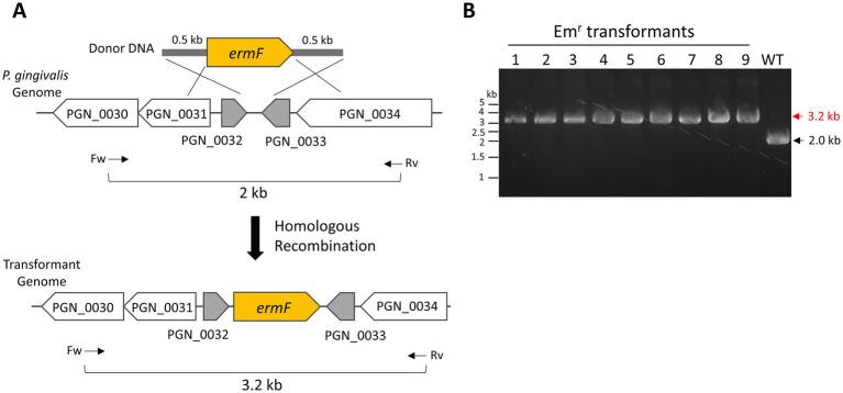 https://cdn.ncbi.nlm.nih.gov/pmc/blobs/90eb/11532111/3722f4afb197/fmicb-15-1476171-g002.jpg