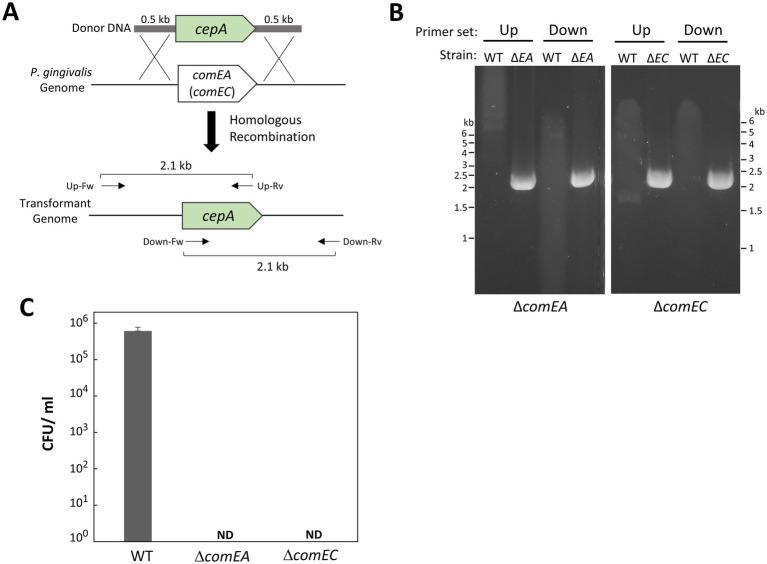 https://cdn.ncbi.nlm.nih.gov/pmc/blobs/90eb/11532111/d4d9f2837254/fmicb-15-1476171-g005.jpg