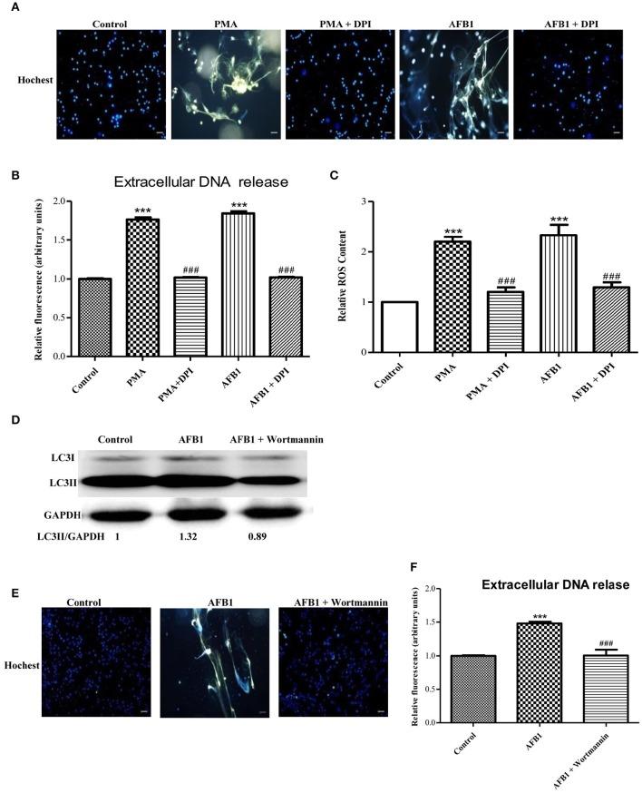 https://cdn.ncbi.nlm.nih.gov/pmc/blobs/90eb/5322174/416bdab6eaca/fcimb-07-00053-g0005.jpg