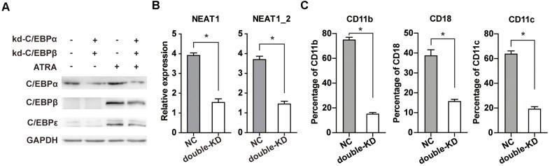 https://cdn.ncbi.nlm.nih.gov/pmc/blobs/90ef/8148485/2e7585c5bf46/aging-13-203000-g005.jpg