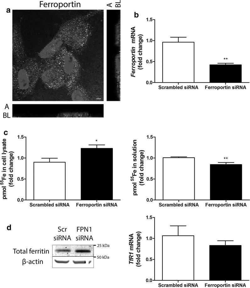 https://cdn.ncbi.nlm.nih.gov/pmc/blobs/90f9/6437295/ed4cf198ea5f/10534_2019_183_Fig2_HTML.jpg
