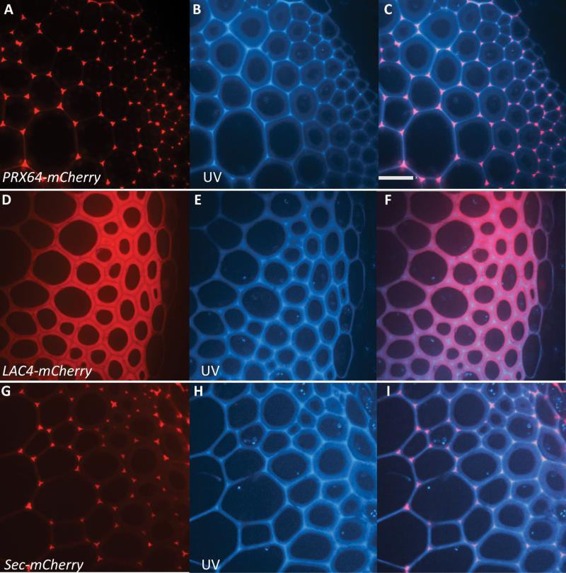 https://cdn.ncbi.nlm.nih.gov/pmc/blobs/90fa/6018803/3fdafa25d429/ery06702.jpg
