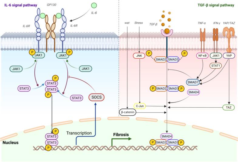https://cdn.ncbi.nlm.nih.gov/pmc/blobs/90fb/11184829/9d1f0e84a647/40001_2024_1932_Fig3_HTML.jpg