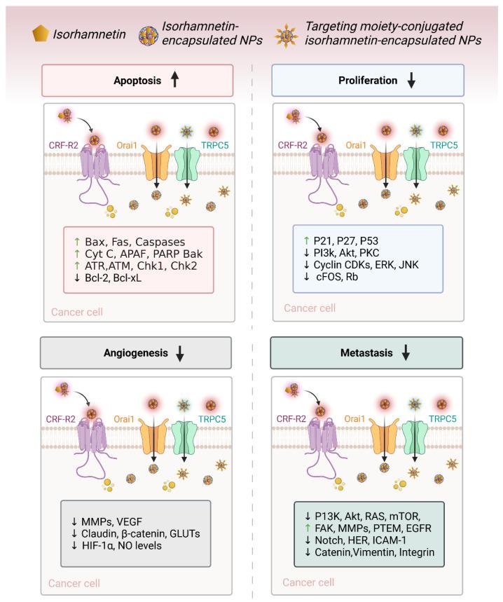 https://cdn.ncbi.nlm.nih.gov/pmc/blobs/90fd/12347436/3c89c4eb9212/ijms-26-07381-g013.jpg