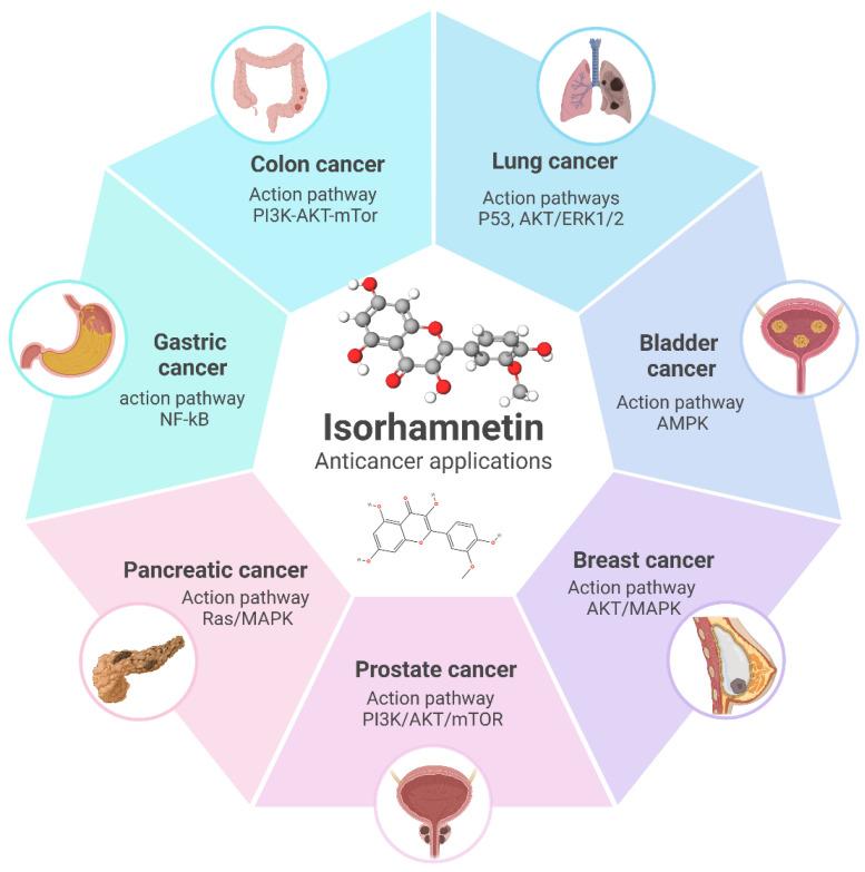 https://cdn.ncbi.nlm.nih.gov/pmc/blobs/90fd/12347436/432f719e91b7/ijms-26-07381-g009.jpg