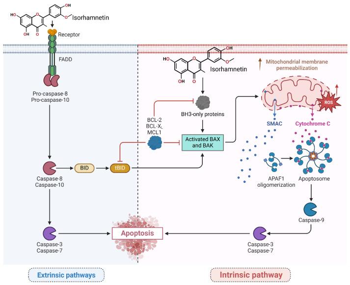 https://cdn.ncbi.nlm.nih.gov/pmc/blobs/90fd/12347436/e384991bbe1d/ijms-26-07381-g003.jpg