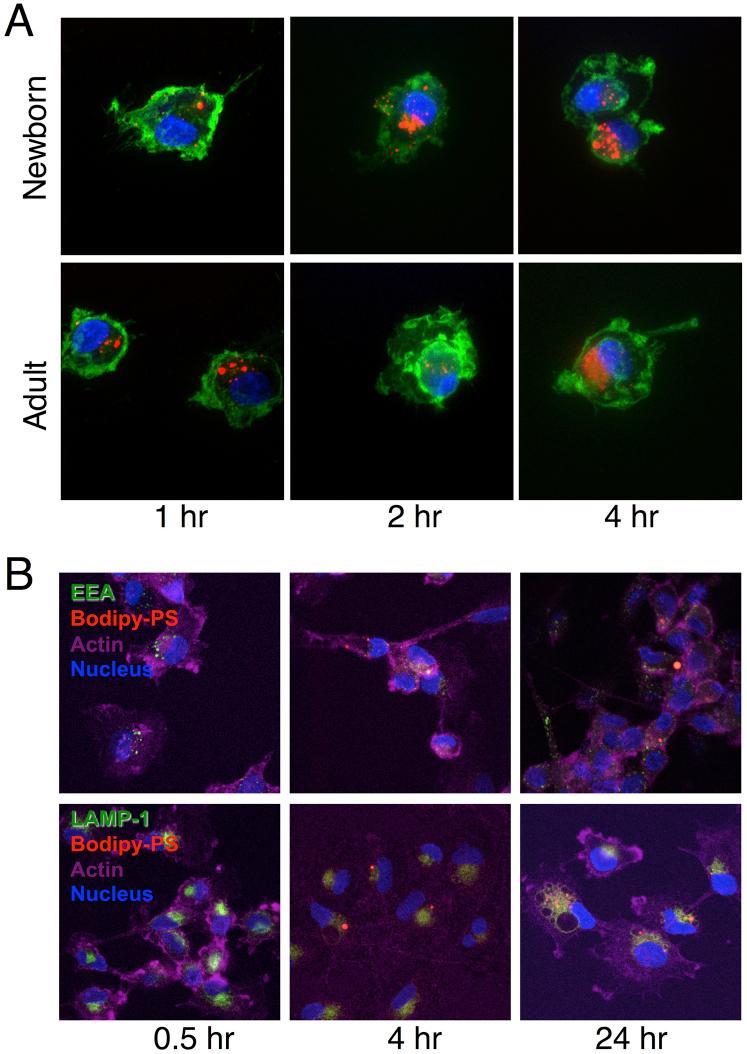 https://cdn.ncbi.nlm.nih.gov/pmc/blobs/90fd/5667586/10cb298fa1ae/figs5.jpg