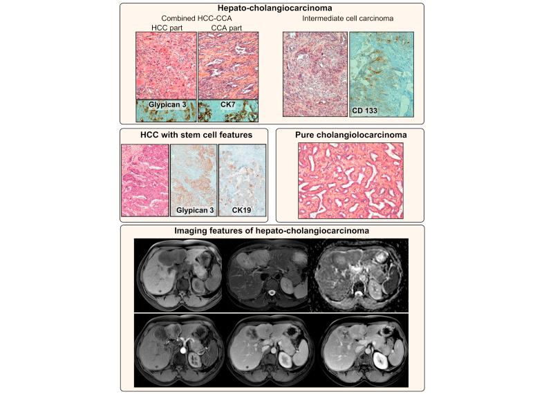 https://cdn.ncbi.nlm.nih.gov/pmc/blobs/90ff/7653076/f24cff33a5f1/gr2.jpg