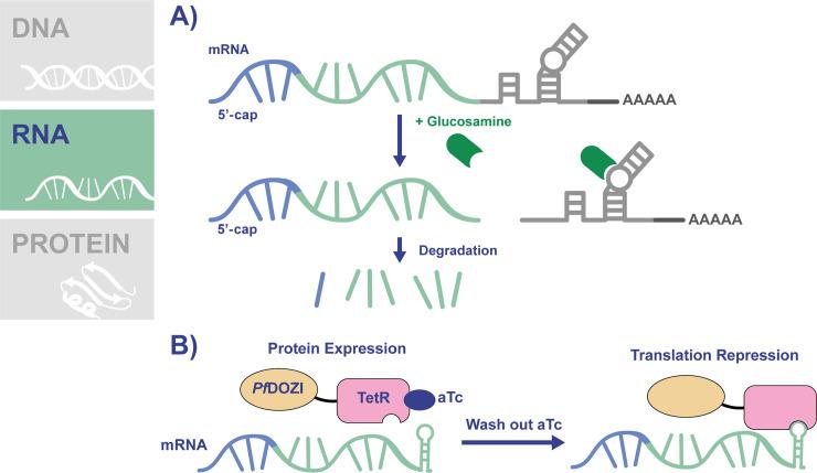 https://cdn.ncbi.nlm.nih.gov/pmc/blobs/9101/8062007/6de90b2af291/ppat.1009442.g003.jpg