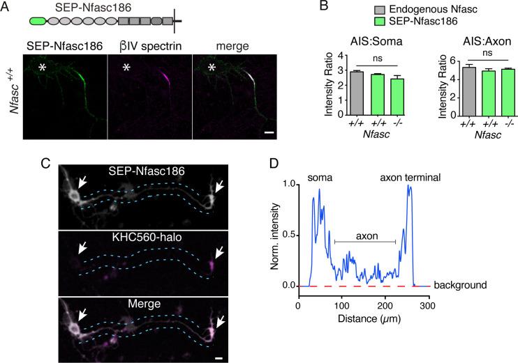 https://cdn.ncbi.nlm.nih.gov/pmc/blobs/9103/7511229/40e14e35b46c/elife-60619-fig1.jpg