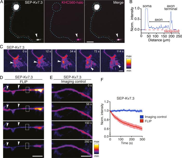 https://cdn.ncbi.nlm.nih.gov/pmc/blobs/9103/7511229/b36352350394/elife-60619-fig3-figsupp2.jpg