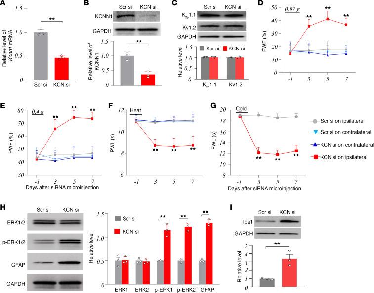 https://cdn.ncbi.nlm.nih.gov/pmc/blobs/9104/11383585/03dafeb4dd26/jciinsight-9-180085-g085.jpg