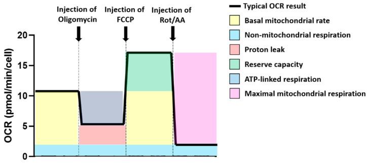 https://cdn.ncbi.nlm.nih.gov/pmc/blobs/9107/7764800/f530dcceb1b3/cancers-12-03722-g005.jpg