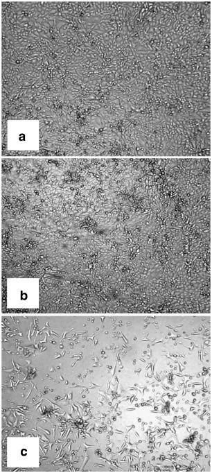 https://cdn.ncbi.nlm.nih.gov/pmc/blobs/9109/7173225/4f315e332452/gr7.jpg