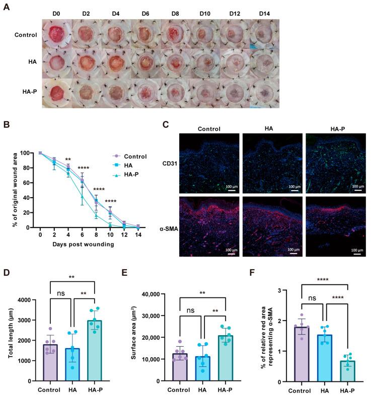 https://cdn.ncbi.nlm.nih.gov/pmc/blobs/910d/11432402/8fd0797d1906/ijms-25-09948-g007.jpg