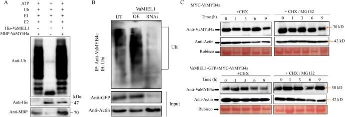 https://cdn.ncbi.nlm.nih.gov/pmc/blobs/910f/12087447/b41a3737e733/uhaf093f6.jpg